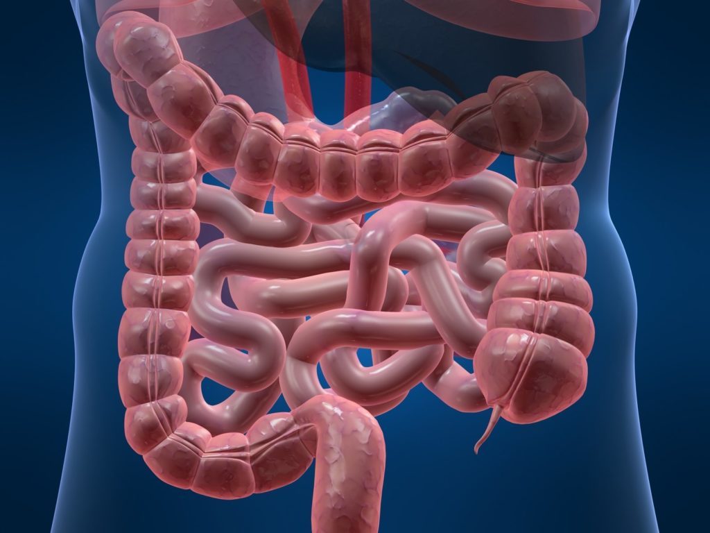 Схематичное изображение кишечника