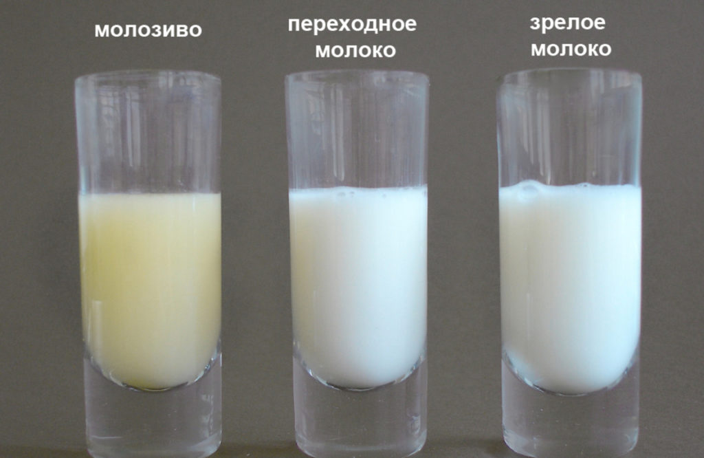 Молозиво, переходное молоко и молоко в стаканчиках на столе