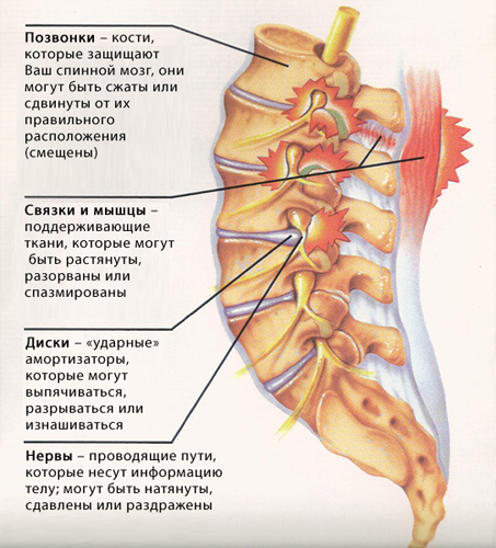 Анатомия вывиха шейных позвонков