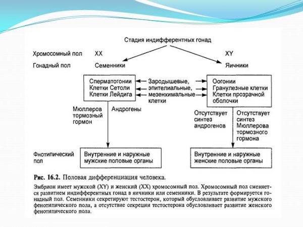 Формирование пола. Этапы формирования пола. Схема формирования пола. Этапы формирования пола у человека. Источники развития гонад.