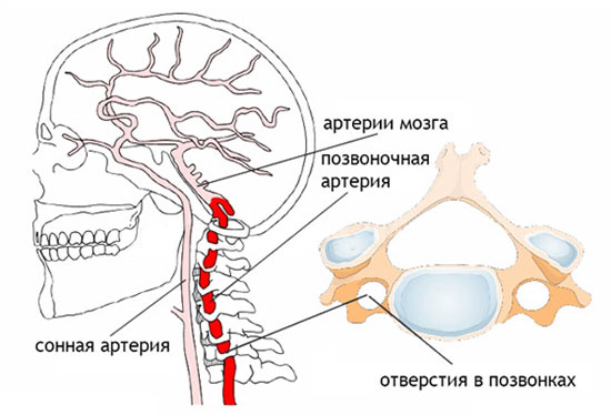 Сосуды головного мозга и шеи