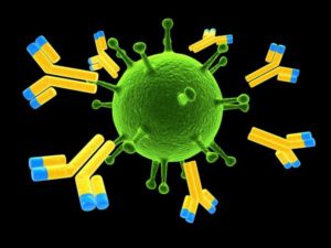 антитела к гепатиту C