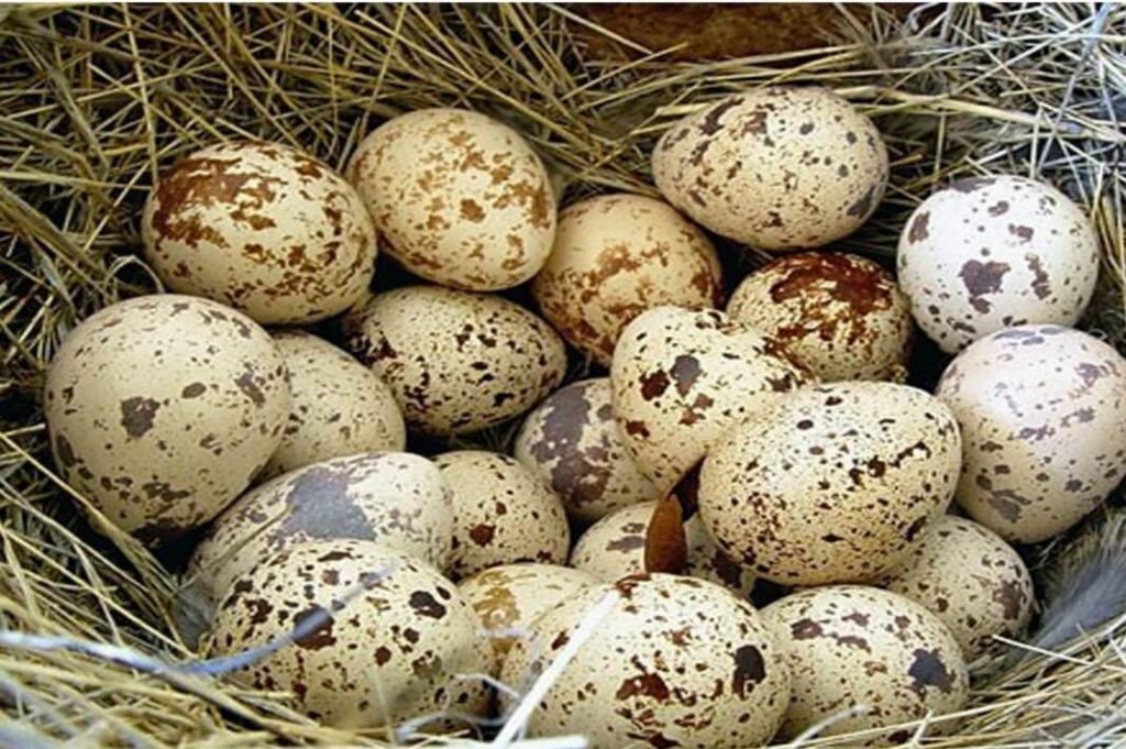 Перепелиные яйца на сене