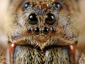 Как называется и лечится фобия боязни насекомых