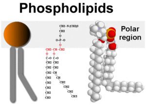 фосфолипиды