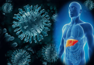 Вирус гепатита C разрушает функциональные клетки печени
