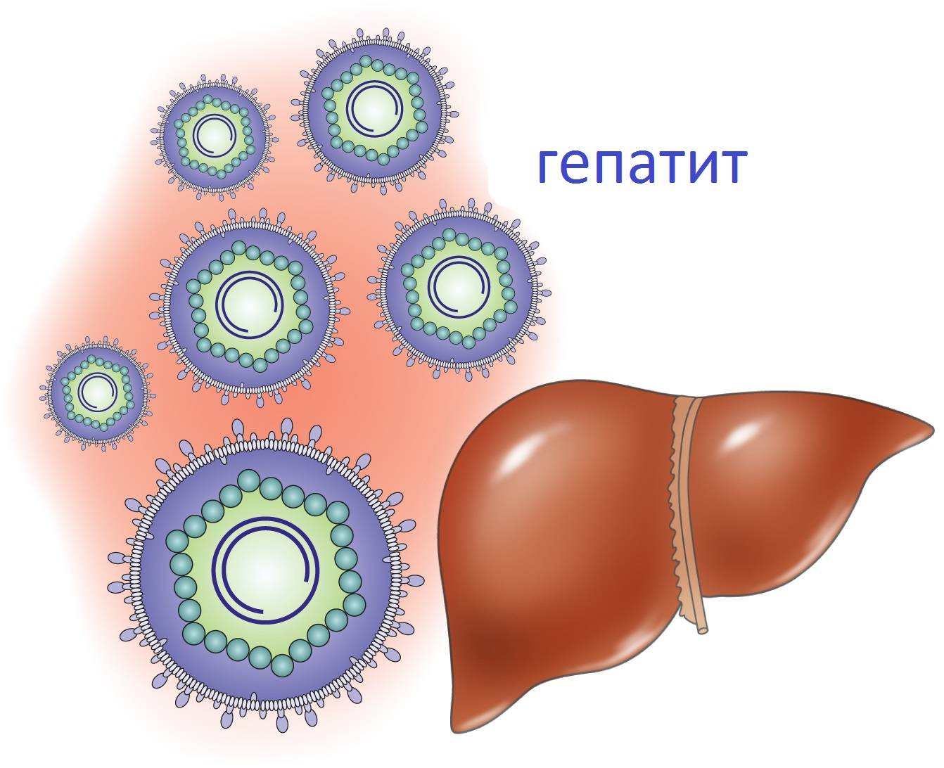 Вирусы гепатита