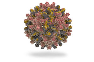 вирус гепатита b