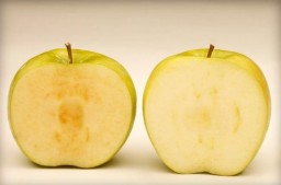 ГМО яблоки, как определить разницу