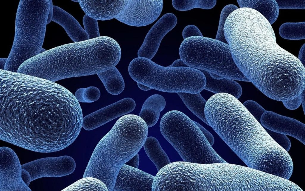 Простейшие бактерии