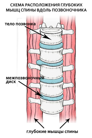 Схемы расположения глубоких мышц спины